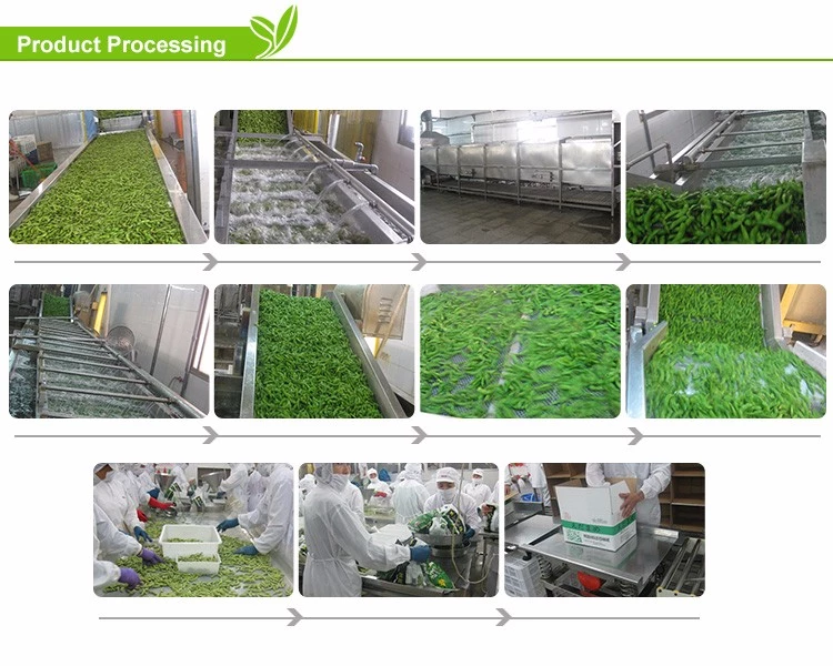 Best Price Defrost Frozen Green Asparagus For Sale