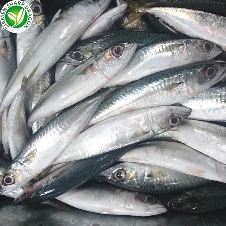Frozen mackerel fish size reference for 100g to 600g seafood orders